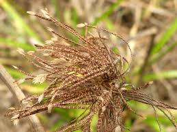 Image result for Cynodon nlemfuensis