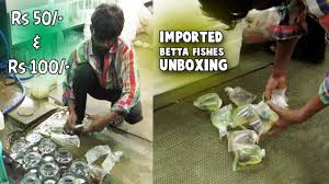 Imported Betta Fishes Unboxing Detailed View Kolathur Ornamental Fish And Pet Market Chennai Youtube
