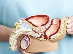 There's no evidence that trauma leads to testicular cancer, dr. Small Testicles Causes And Side Effects