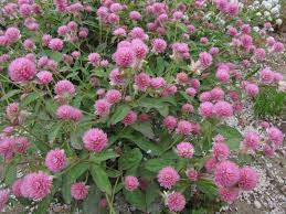 What is red clover and what does it do? Red Clover Trifolium Pratense Feedipedia