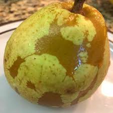 It is sophisticated in the south the flesh is creamy white, hard, grainy, crispy and watery. Brown Pattern On Pear Is Perfectly Edible And Kind Of Looks Like A Map Of A Faraway Land No Eat Or Toss