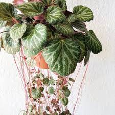 Strawberry Begonia Plant Aesthetic Hanging Plants Indoor Hanging Plants