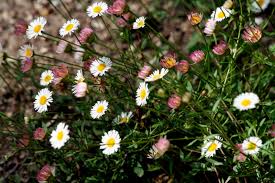 Image result for Erigeron karvinskianus