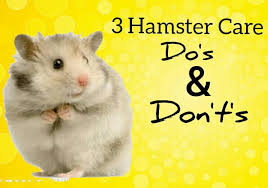 Hamsters were discovered in the syrian desert less than 100 years ago. 3 Hamster Care Do S Dont S Aao Task 2 Animal Amino Amino