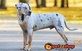 catahoula leopar kopegi cinsi ozellikleri petzz blog