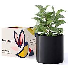 Accentuate the natural beauty of greenery with large pot planter from alibaba.com. Buy Bees Buds 10 Inch Black Plant Pot Planters For Indoor Plants Ceramic Planter Pots With Drainage Mid Century Modern Large Flower Holder Online In Turkey B08hy77w9d