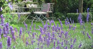 Lavendel Pflanzen Darauf Mussen Sie Achten Lavendel Pflanzen Garten Lavendel Garten Pflanzen