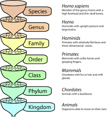 Scientists noted that certain living things possess features of both plants and. Classification Of Living Things Ck 12 Foundation