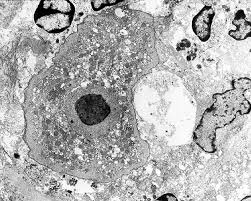 They produce energy from sunlight through the process of photosynthesis, for which they use cell organelles called chloroplasts. Microscopic Description Case 156 Animal Cell Organelles Cell Organelles Organelles