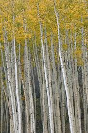 Birch Trees In Colorado Autumn Aspens Tree Nature Tree Beautiful Tree