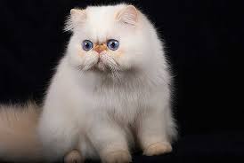 Himalayan a lilac point peke type himalayan alternative names colourpoint persian origin united states common nicknames himmy. Himalayan Lynx Point Persian Cat Novocom Top