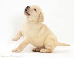 White english lab puppies for sale. Labrador Puppies Available For Sale Online Pet Fiester