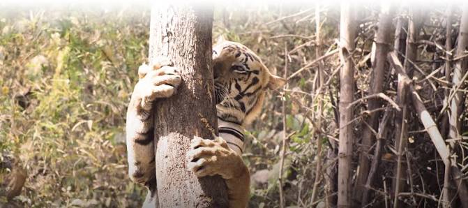 Fauna-Sanjay Gandhi National Park