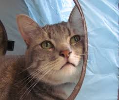 At the humane society of southwestern michigan, we provide our animals with routine blood tests kittens $70 adoption fee (under 6 months) cats adoption fee $60. See This Week S Dogs And Cats Up For Adoption From Spca Of Southwest Michigan Mlive Com