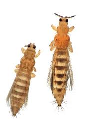Image result for Onion Thrips