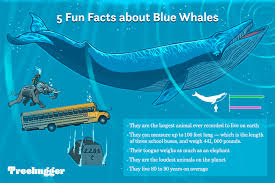 11 Facts About Blue Whales The Largest Animals Ever On Earth In 2020 Largest Animal Ever Blue Whale Large Animals