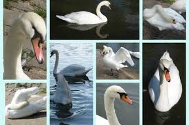 Speichere und teile deine collagen online oder nutze sie als facebook, google+ oder twitter profilbild. Fotocollage Erstellen Mit Freeware So Klappt Die Bildgestaltung