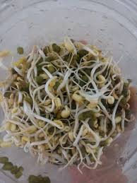Cara membuat badan berisi dan tetap sehat. Kebunpiyah Cara Mudah Tanam Tauge Tauge Dalam Bekas Jar
