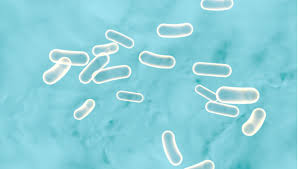 Read more about symptoms, diagnosis, treatment, complications, causes and prognosis. Girl Suffers Complications After Salmonella Infection Food Safety News