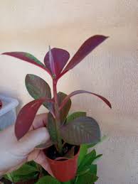 Image result for Synadenium cupulare