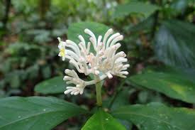 Image result for Chassalia parvifolia