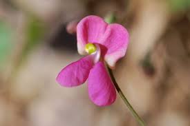 Image result for Phaseolus