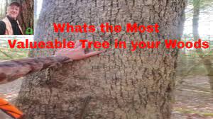 My thinking, your best deal would be gotten from putting the piece(s) on ebay. What Is An Oak Tree Worth Youtube