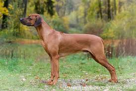 Image result for rhodéský ridgeback