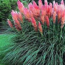 Maybe you would like to learn more about one of these? Miscanthus Sinensis Early Hybrids Ornamental Grass Seeds Fresh 500 Seeds
