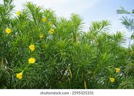 Image result for Cascabela thevetia