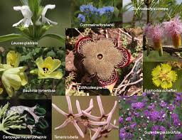 Image result for Leucas glabrata