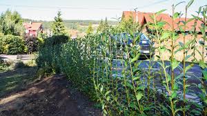 Eine hecke ist eine sehr schöne art teile des gartens abzugrenzen oder sie als grundstücksbegrenzung zu nutzen. Liguster Heckenpflanze Fur Vogel Und Bienen Mdr De