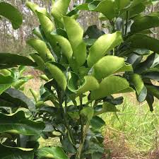 The last couple of years my apple tree and dwarf meyer lemon have had their leafs curled on new growth. Forum Citrus Leaf Curl