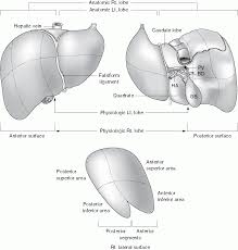 Liver kidneys 2 4 3 1 Morphology And Microstructure Of The Hepatobiliary System Springerlink