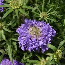 Image result for Scabiosa columbaria