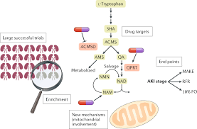 Health fraudsters often target people who are overweight, . The Handwriting Is On The Wall There Will Soon Be A Drug For Aki Nature Reviews Nephrology