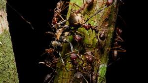 Do electronic pest repellers work? Ants Dominate Rainforest Clean Up Research Highlights