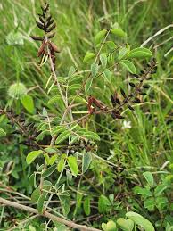 Image result for Indigofera bainesii