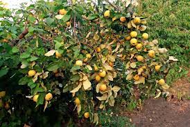 The raw fruit is a source of food. How To Plant Grow Prune And Harvest Quince Harvest To Table
