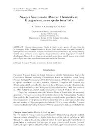 Image result for Tripogon