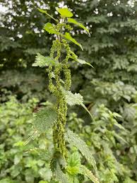 Image result for Urtica