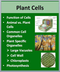 Maybe you would like to learn more about one of these? Plant Cells Powerpoint Lesson And Student Notes Package By Teach With Fergy