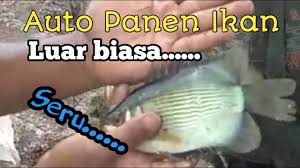 Cara Memasak Ikan Salai Terong Asam Youtube