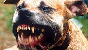 10 Most Dangerous Dog Breeds