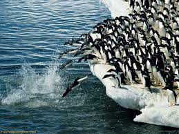 Penguins Jumping In Water Penguin Pictures Penguins Antarctic Animals