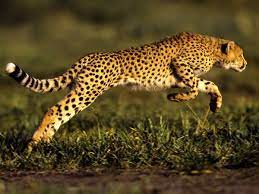 big cats initiative cheetah pictures animals wild big cats