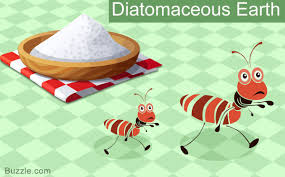 14 Safe And Amazingly Simple Home Remedies To Get Rid Of Ants In 2020 Rid Of Ants Get Rid Of Ants Kill Ants