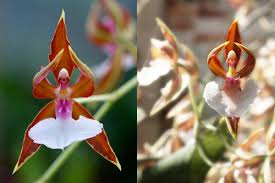 Beautiful flowers are the orchids' main attraction. 10 Most Beautiful But Strange Flowers World S Weirdest Flowers