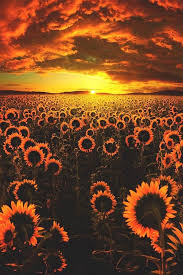 Beautiful Sunset Over A Field Of Sun Flowers Photography Wallpaper Nature Photography Beautiful Nature Wallpaper
