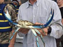 It climbed on it and roared. Chesapeake Bay Has Its Own King Crab Giant Blue Is Caught In Harford County The Washington Post